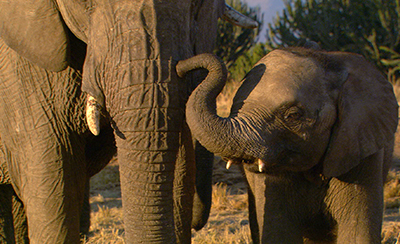 Elephant Tales (2006)